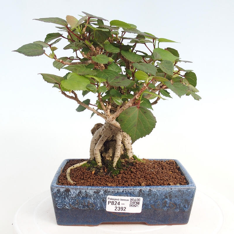 Pokojová bonsai - Hibiscus tiliaceus - Ibišek lípovitý, morský