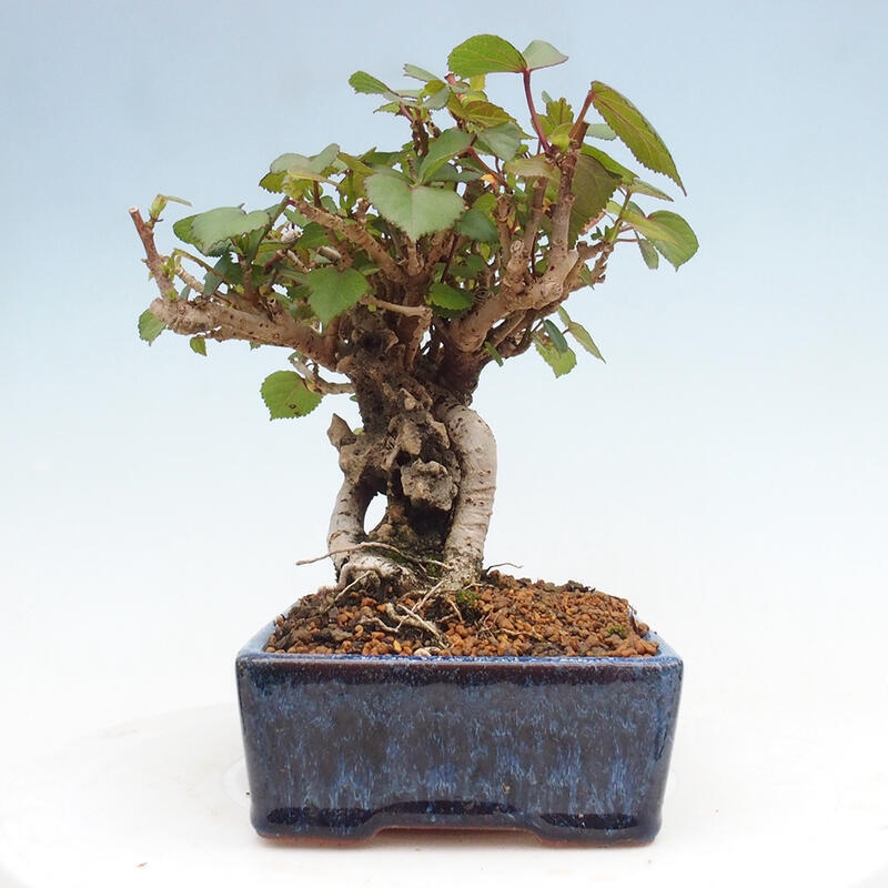 Pokojová bonsai - Hibiscus tiliaceus - Ibišek lípovitý, morský