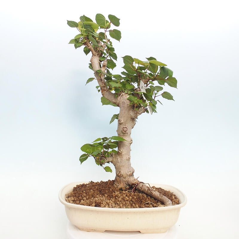 Pokojová bonsai - Hibiscus tiliaceus - Ibišek lípovitý, morský