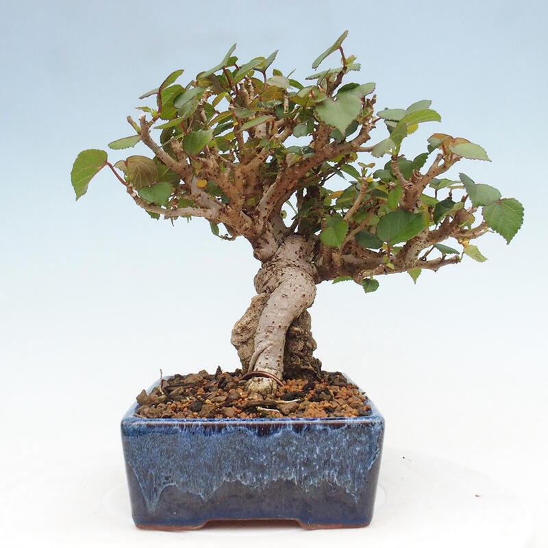 Pokojová bonsai - Hibiscus tiliaceus - Ibišek lípovitý, morský