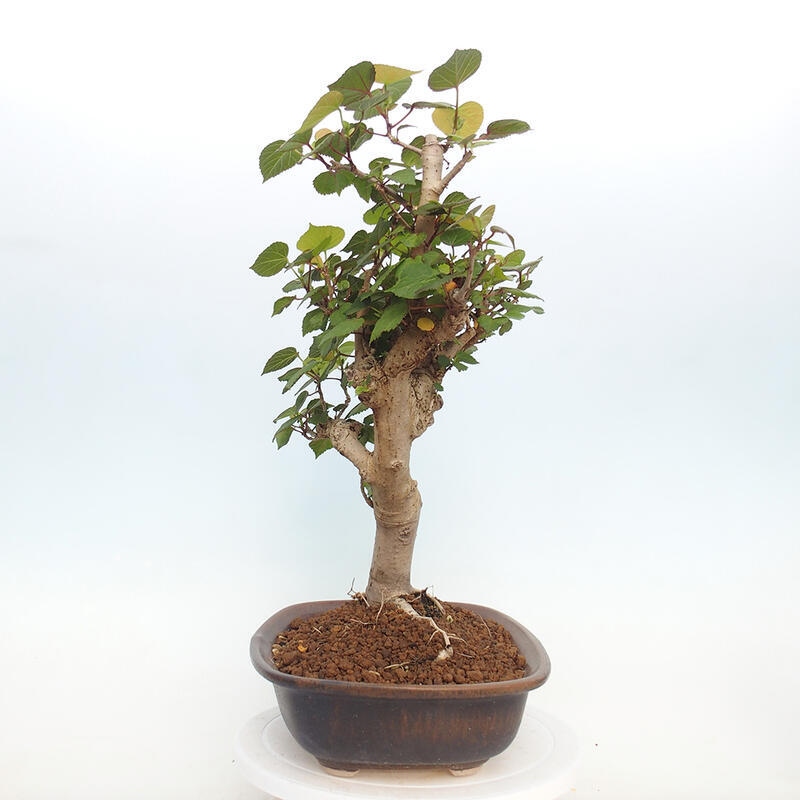 Pokojová bonsai - Hibiscus tiliaceus - Ibišek lípovitý, morský