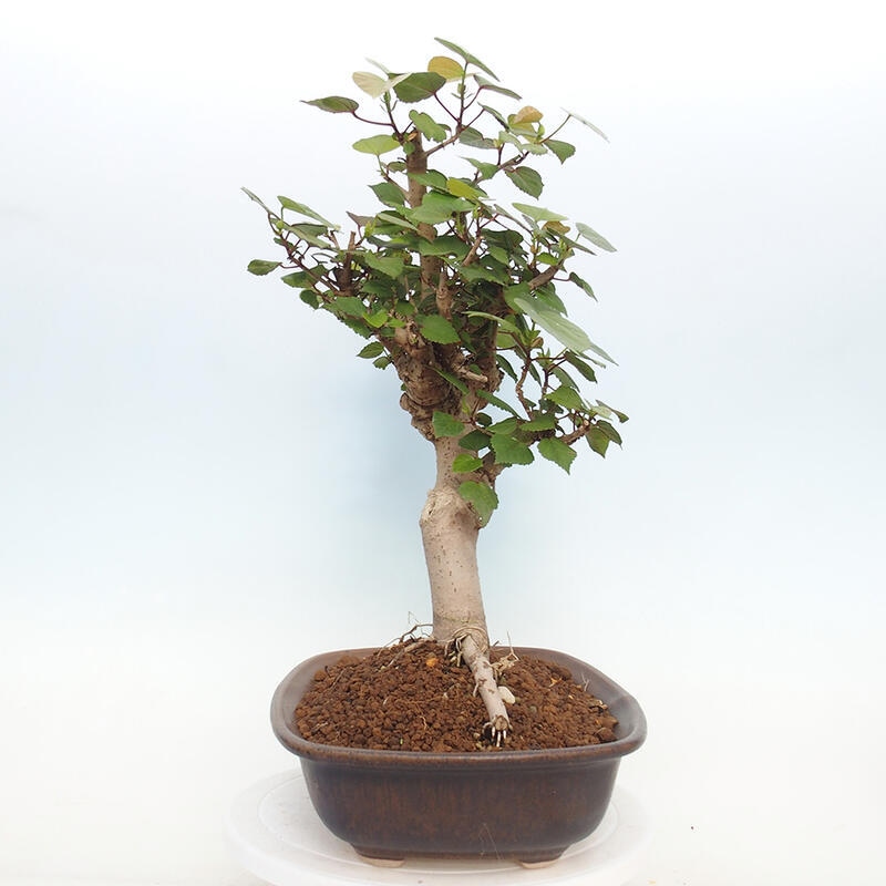 Pokojová bonsai - Hibiscus tiliaceus - Ibišek lípovitý, morský