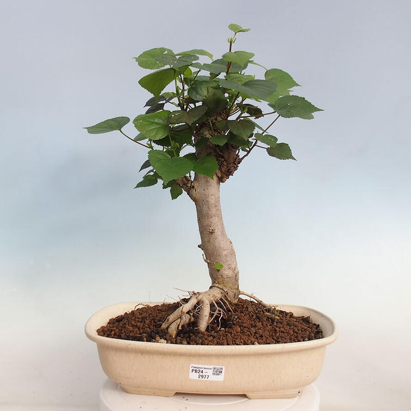 Pokojová bonsai - Hibiscus tiliaceus - Ibišek lípovitý, morský