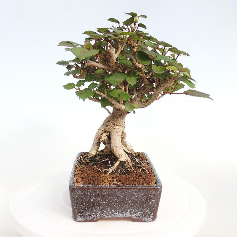 Pokojová bonsai - Hibiscus tiliaceus - Ibišek lípovitý, morský