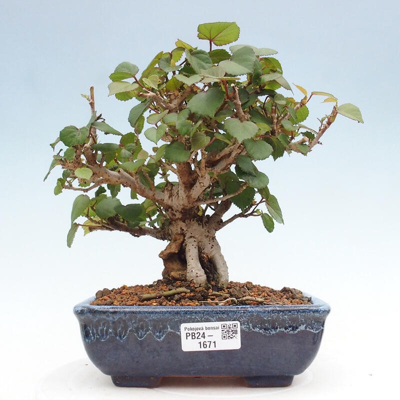 Pokojová bonsai - Hibiscus tiliaceus - Ibišek lípovitý, morský