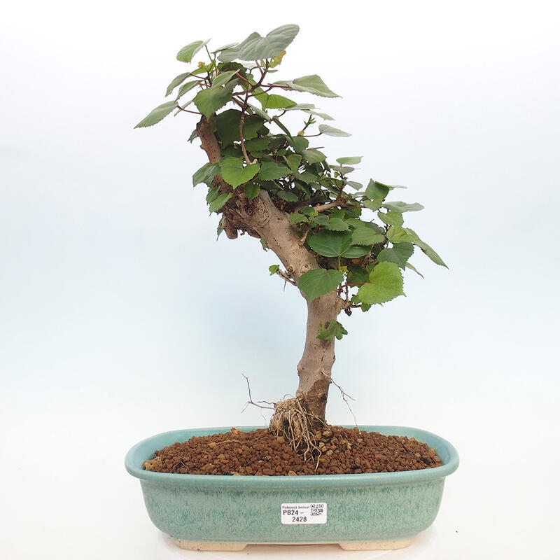 Pokojová bonsai - Hibiscus tiliaceus - Ibišek lípovitý, morský