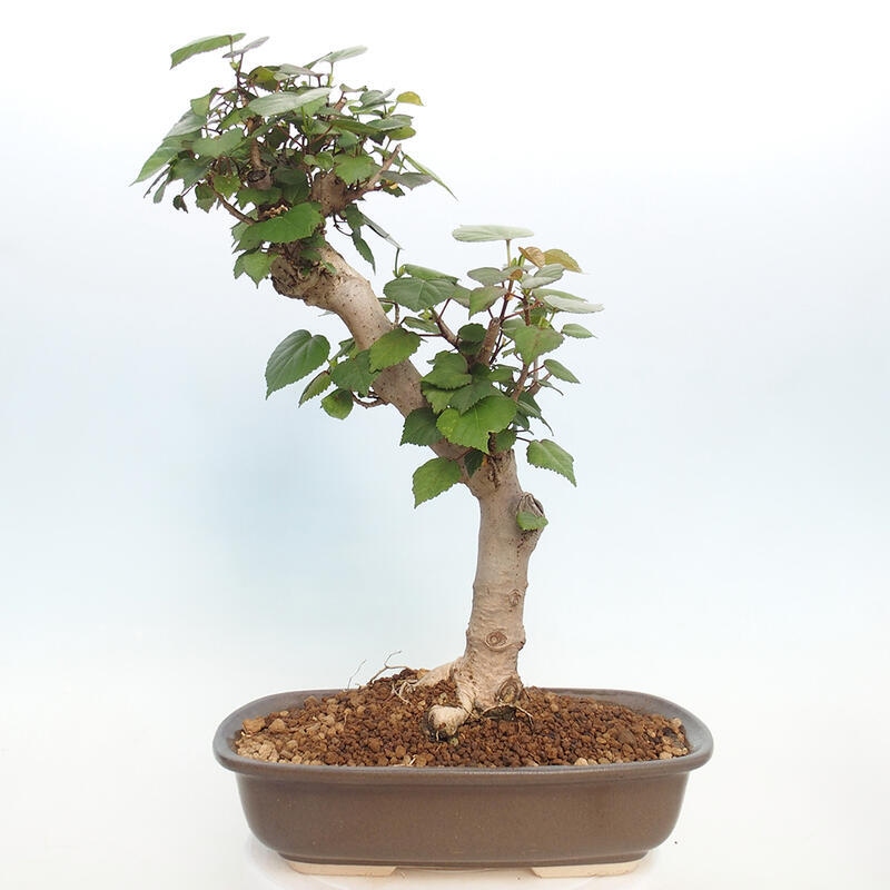 Pokojová bonsai - Hibiscus tiliaceus - Ibišek lípovitý, morský