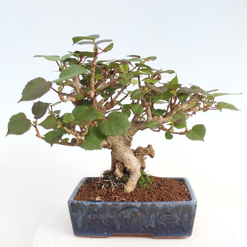 Pokojová bonsai - Hibiscus tiliaceus - Ibišek lípovitý, morský