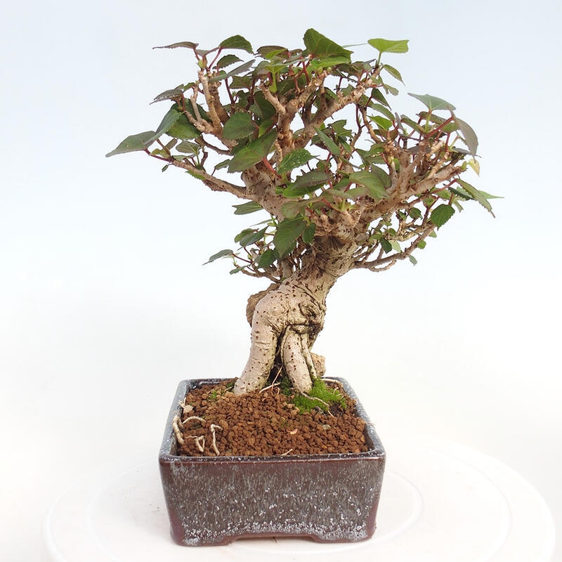 Pokojová bonsai - Hibiscus tiliaceus - Ibišek lípovitý, morský