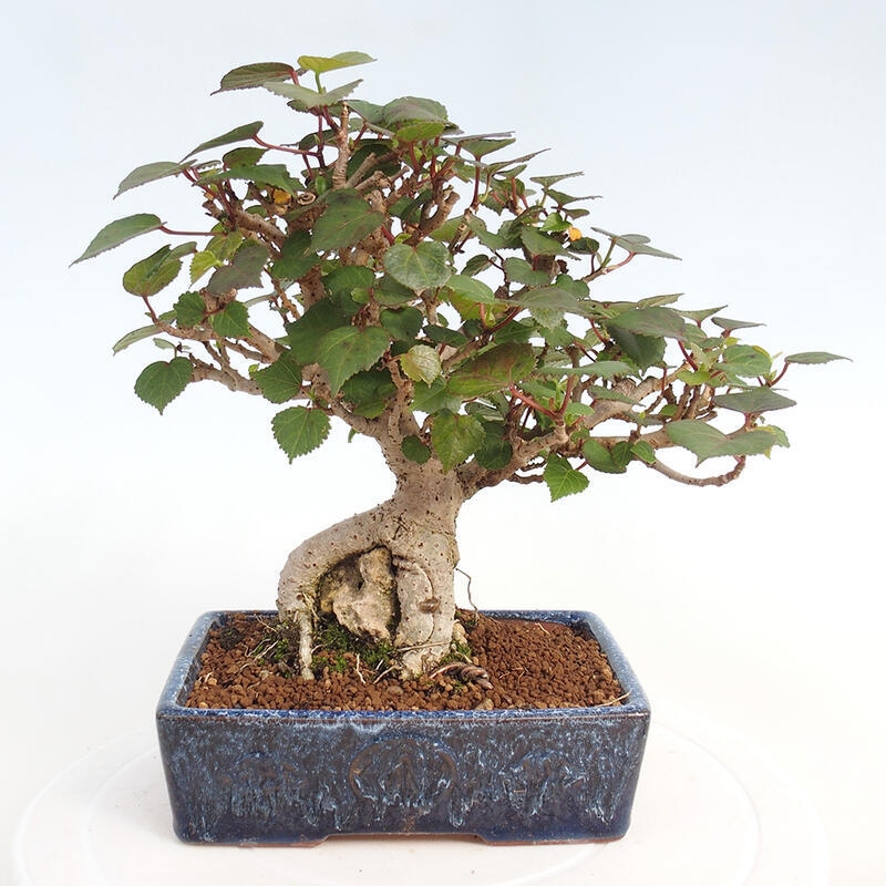 Pokojová bonsai - Hibiscus tiliaceus - Ibišek lípovitý, morský