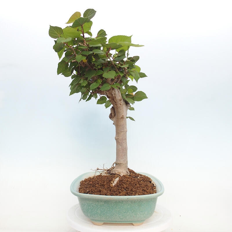 Pokojová bonsai - Hibiscus tiliaceus - Ibišek lípovitý, morský