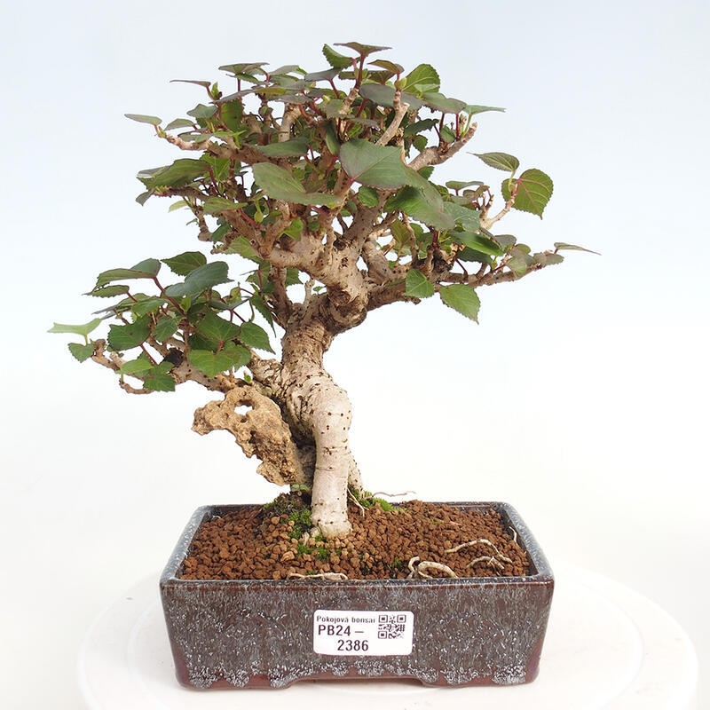 Pokojová bonsai - Hibiscus tiliaceus - Ibišek lípovitý, morský