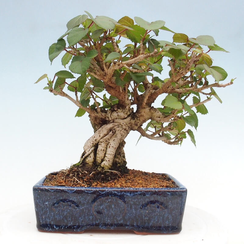 Pokojová bonsai - Hibiscus tiliaceus - Ibišek lípovitý, morský