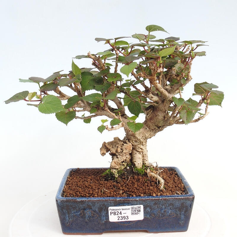 Pokojová bonsai - Hibiscus tiliaceus - Ibišek lípovitý, morský