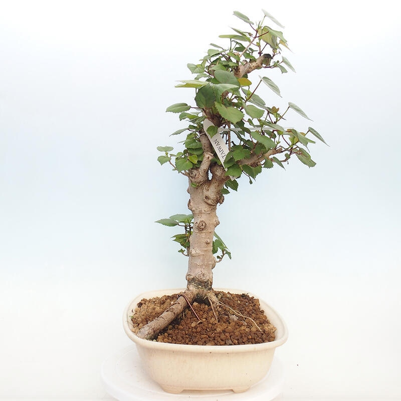 Pokojová bonsai - Hibiscus tiliaceus - Ibišek lípovitý, morský