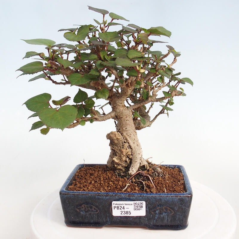 Pokojová bonsai - Hibiscus tiliaceus - Ibišek lípovitý, morský