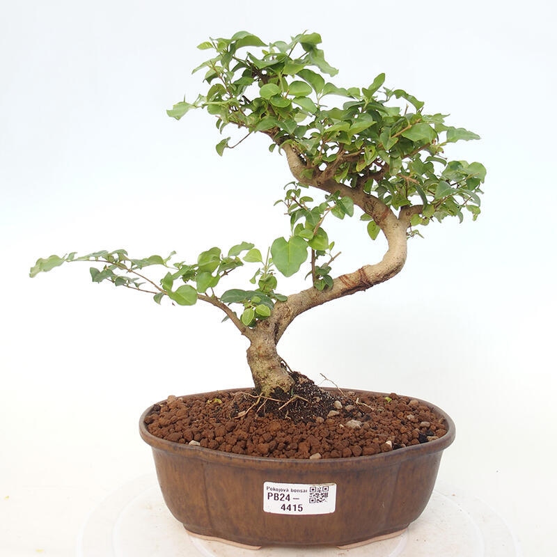 Pokojová bonsai -Ligustrum chinensis - Ptačí zob