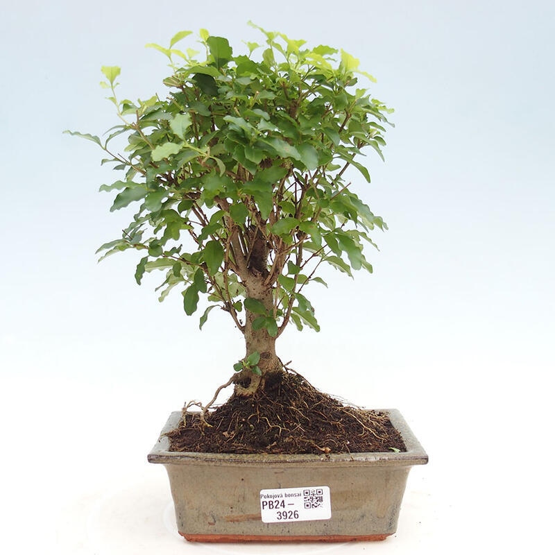 Pokojová bonsai -Ligustrum chinensis - Ptačí zob