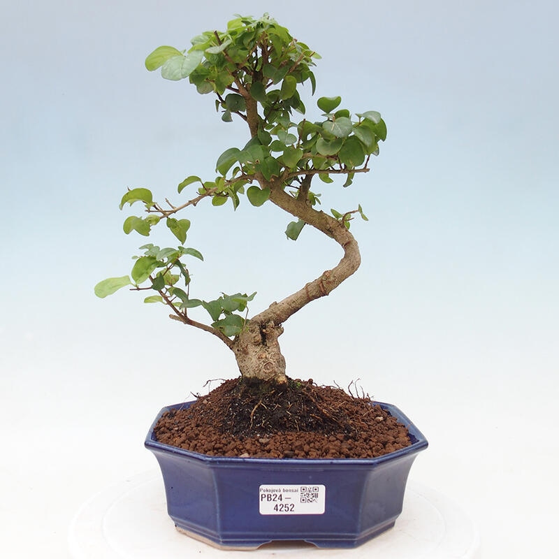 Pokojová bonsai -Ligustrum chinensis - Ptačí zob