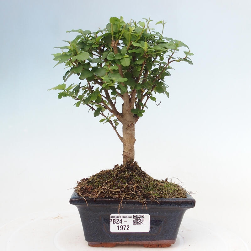 Pokojová bonsai -Ligustrum chinensis - Ptačí zob