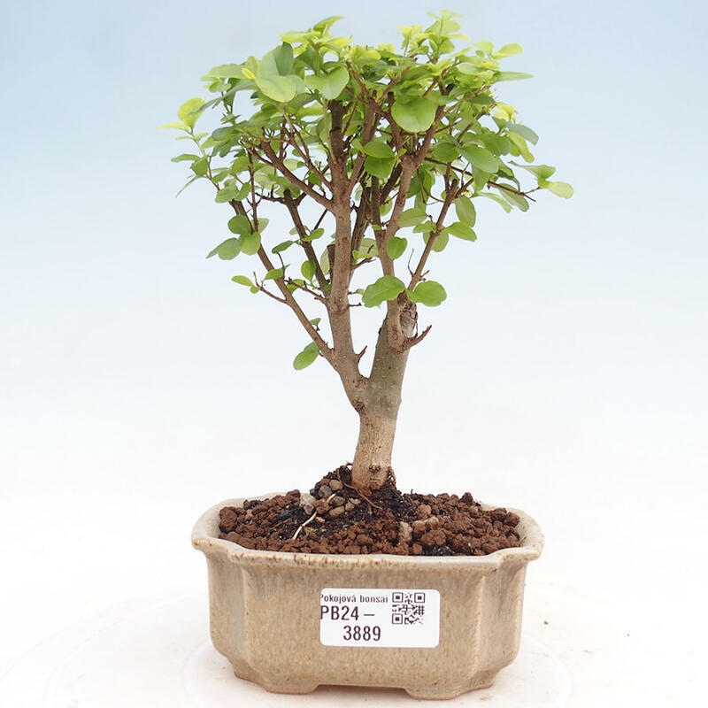 Pokojová bonsai -Ligustrum chinensis - Ptačí zob