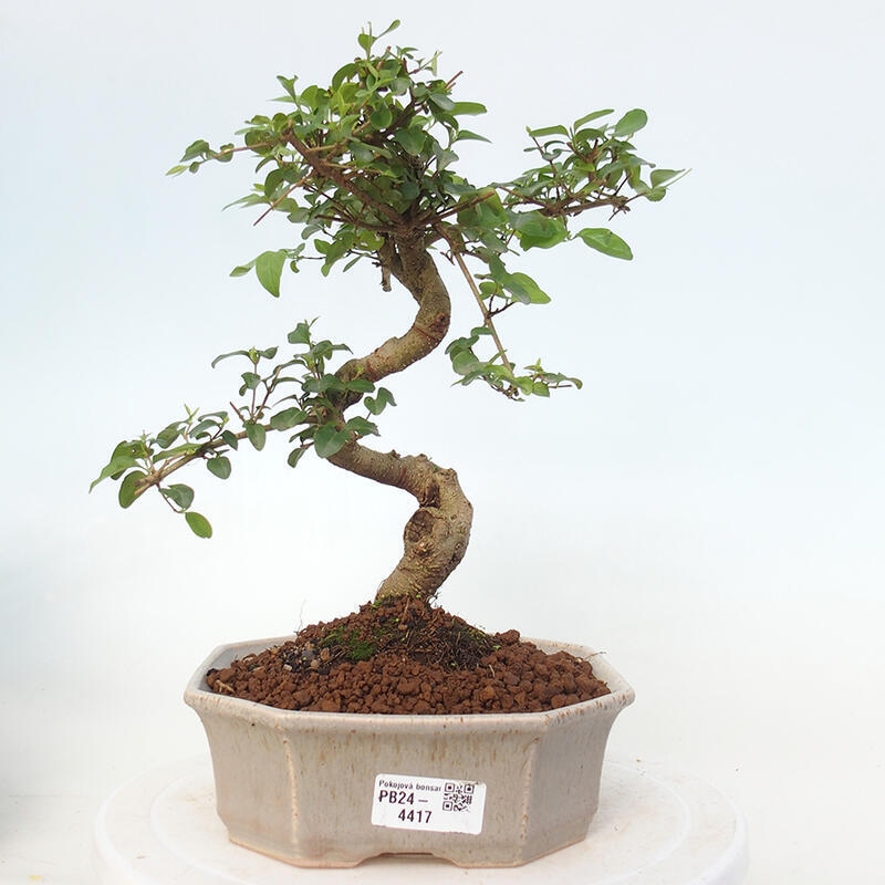 Pokojová bonsai -Ligustrum chinensis - Ptačí zob