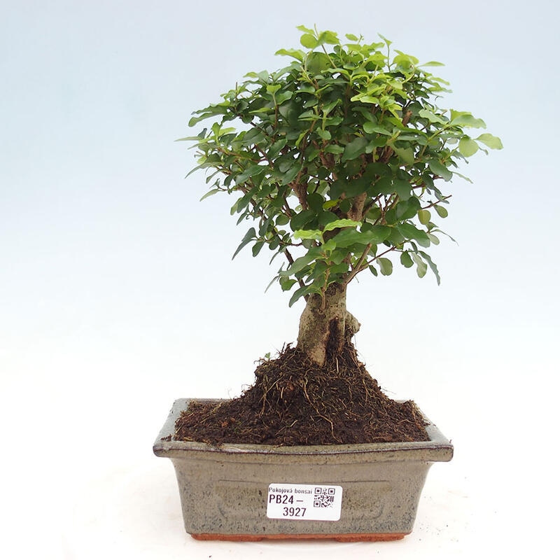 Pokojová bonsai -Ligustrum chinensis - Ptačí zob