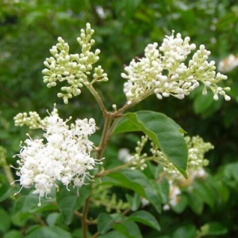 Pokojová bonsai -Ligustrum chinensis - Ptačí zob