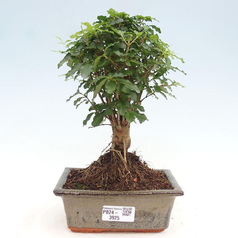 Pokojová bonsai -Ligustrum chinensis - Ptačí zob