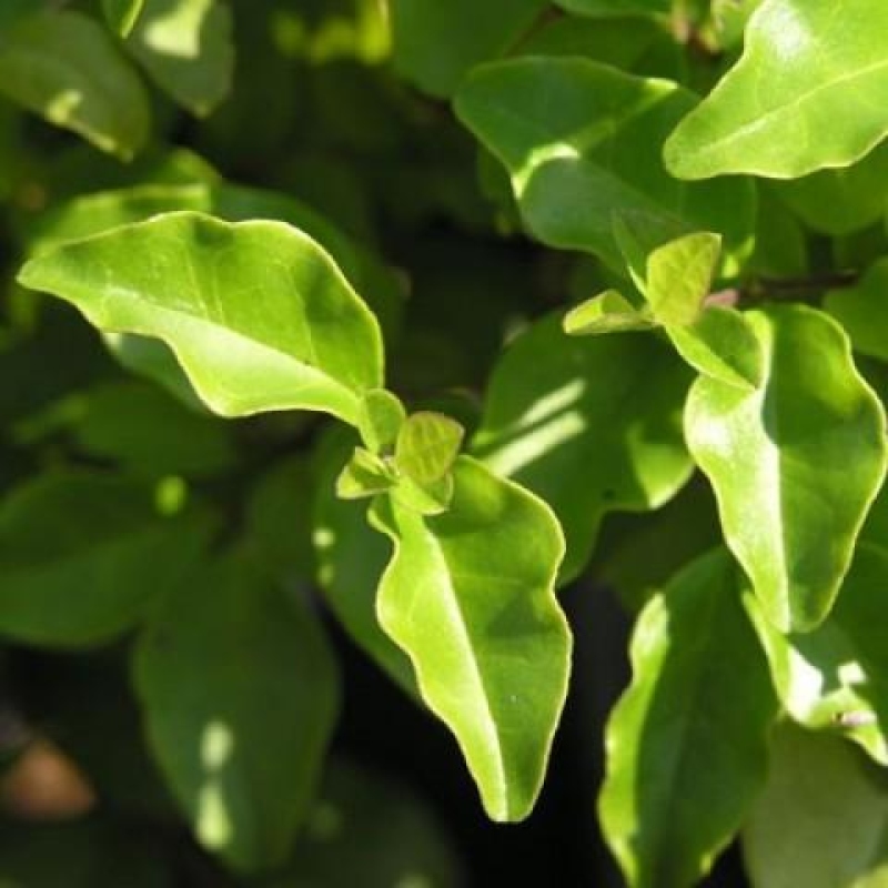 Pokojová bonsai -Ligustrum chinensis - Ptačí zob