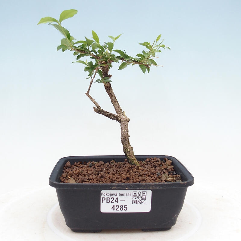 Pokojová bonsai - Malpighia coccigera- Barbdorská třešeň