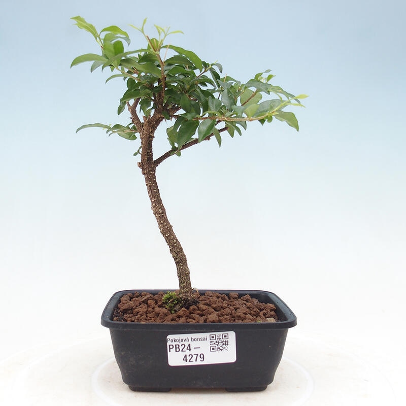 Pokojová bonsai - Malpighia coccigera- Barbdorská třešeň