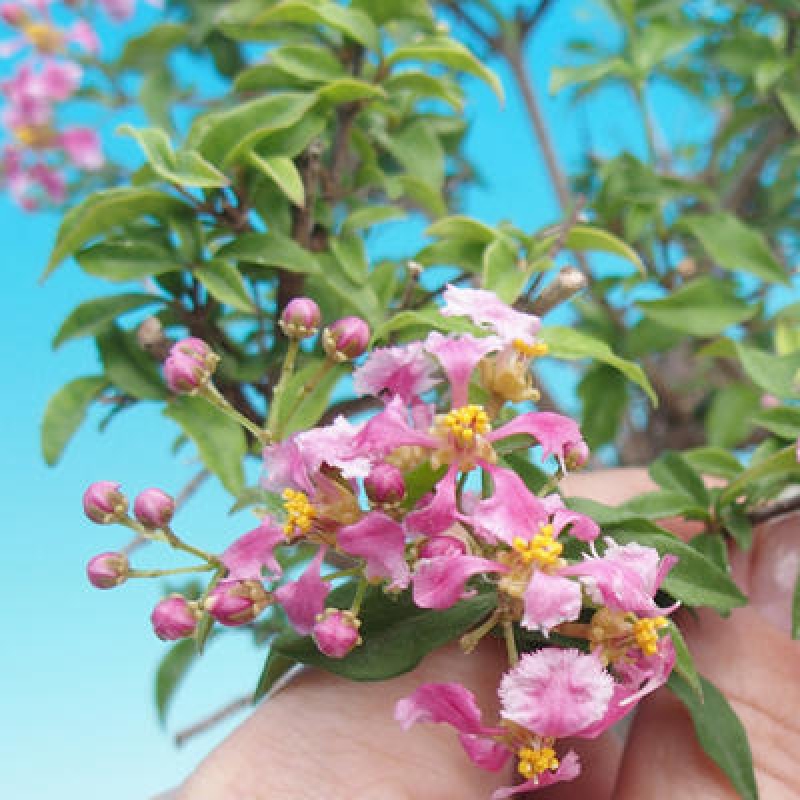 Pokojová bonsai - Malpighia coccigera- Barbdorská třešeň