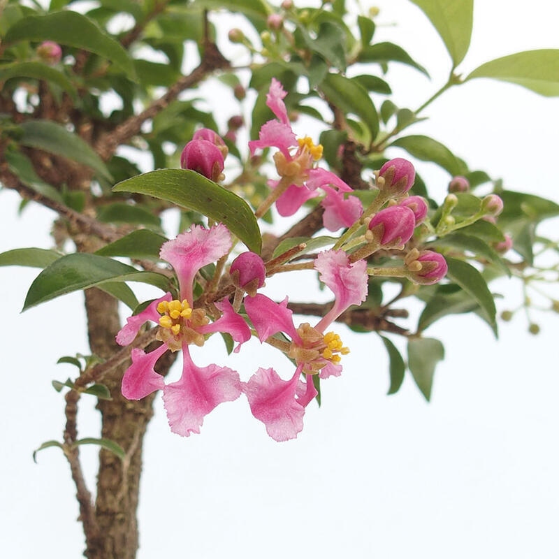 Pokojová bonsai - Malpighia coccigera- Barbdorská třešeň