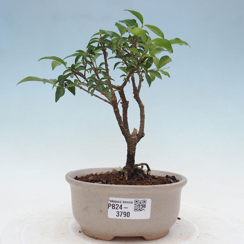 Pokojová bonsai - Malpighia coccigera- Barbdorská třešeň