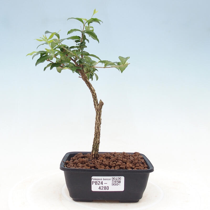 Pokojová bonsai - Malpighia coccigera- Barbdorská třešeň