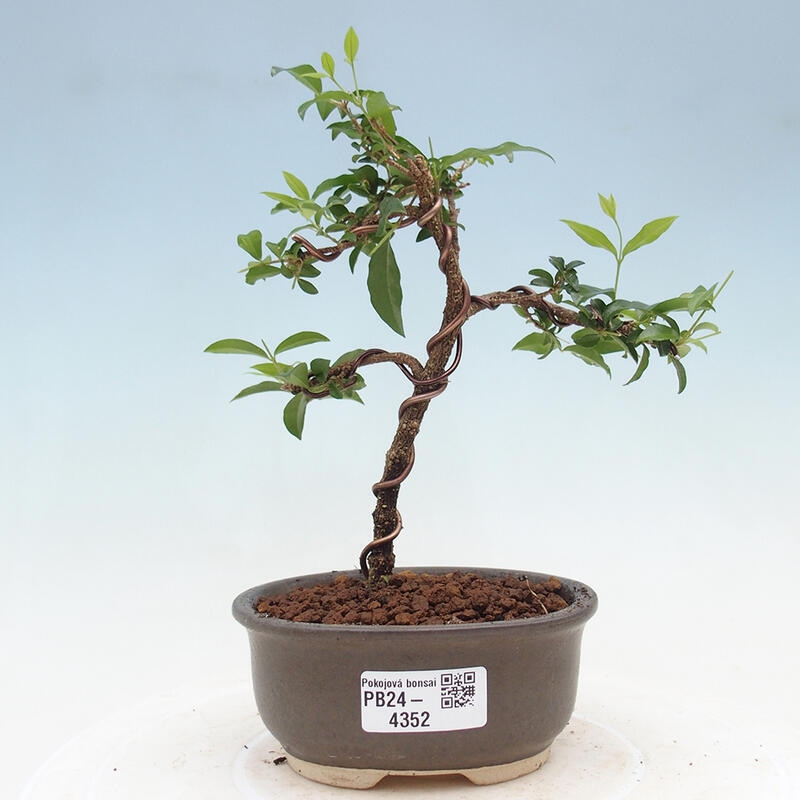 Pokojová bonsai - Malpighia coccigera- Barbdorská třešeň