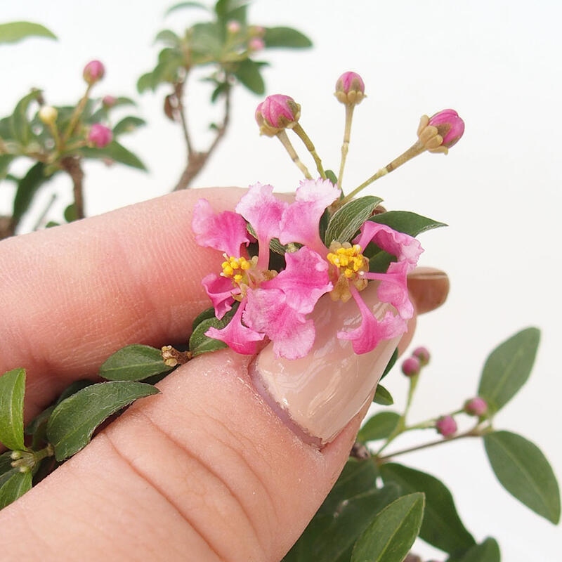 Pokojová bonsai - Malpighia coccigera- Barbdorská třešeň