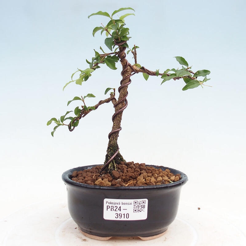 Pokojová bonsai - Malpighia coccigera- Barbdorská třešeň