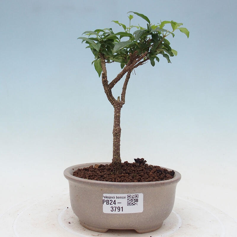 Pokojová bonsai - Malpighia coccigera- Barbdorská třešeň