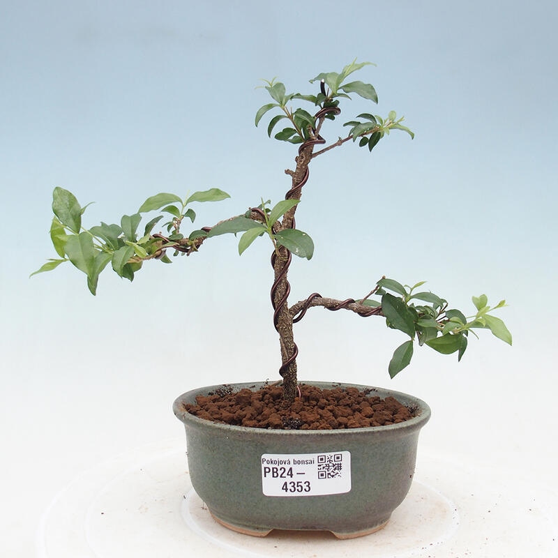 Pokojová bonsai - Malpighia coccigera- Barbdorská třešeň