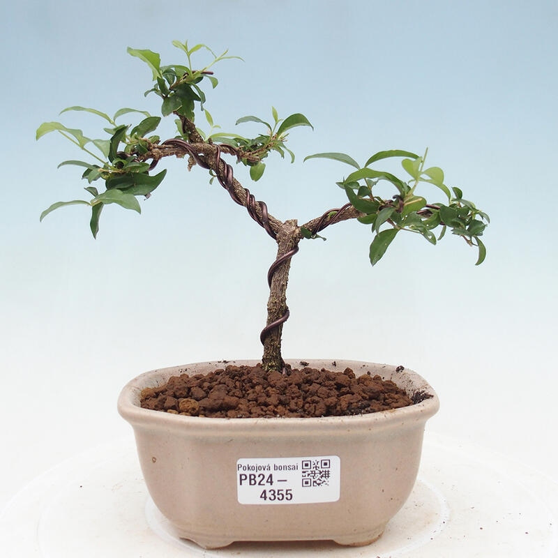 Pokojová bonsai - Malpighia coccigera- Barbdorská třešeň