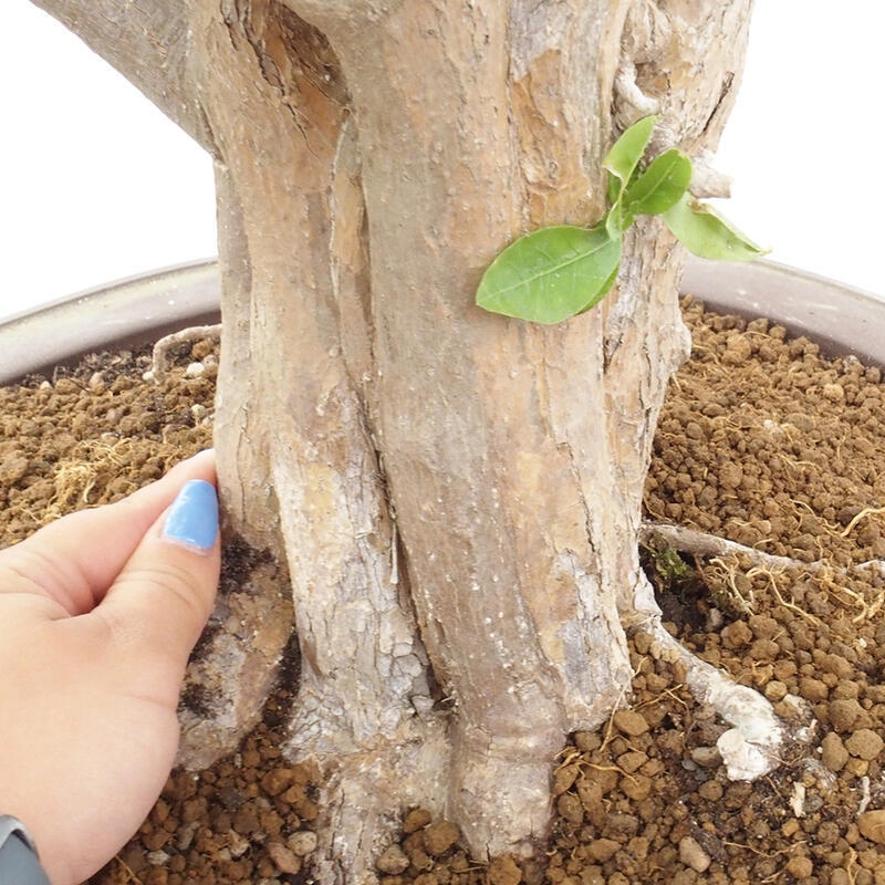 Pokojová bonsai - Malpígie barbadoská třešeň - Malpighia glabra L.