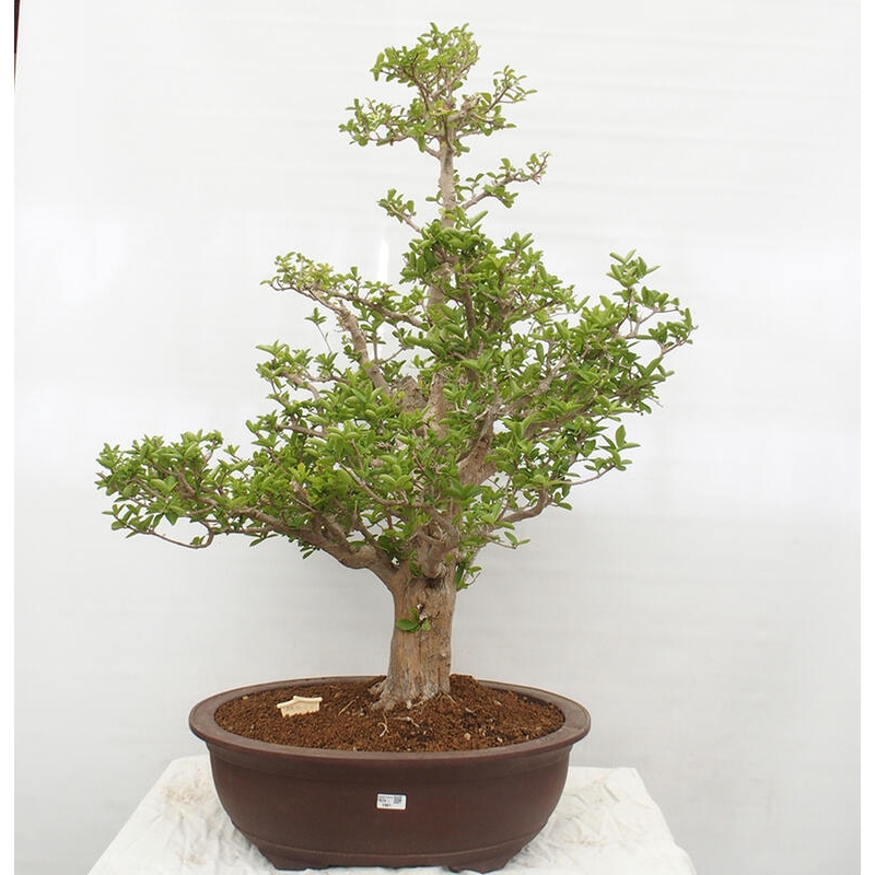 Pokojová bonsai - Malpígie barbadoská třešeň - Malpighia glabra L.