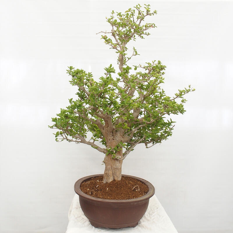 Pokojová bonsai - Malpígie barbadoská třešeň - Malpighia glabra L.