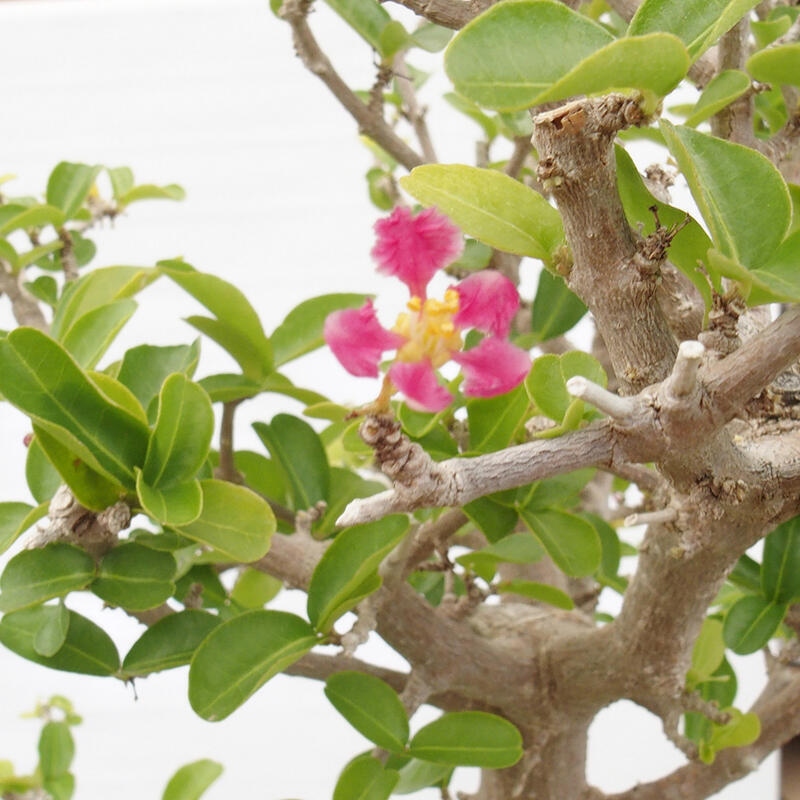 Pokojová bonsai - Malpígie barbadoská třešeň - Malpighia glabra L.