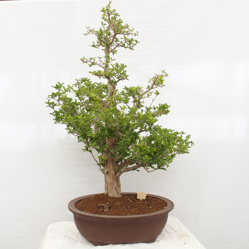 Pokojová bonsai - Malpígie barbadoská třešeň - Malpighia glabra L.