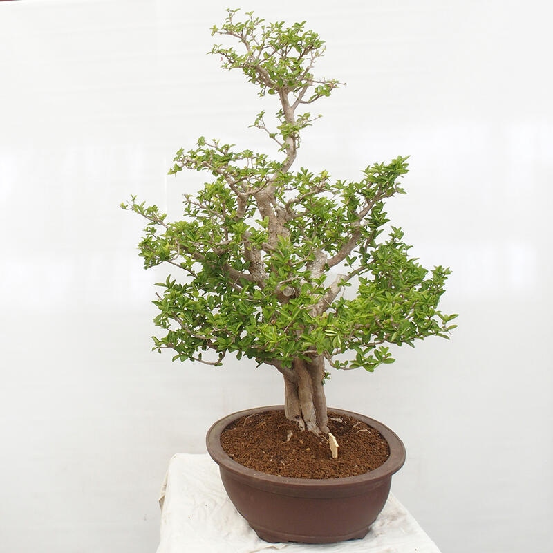 Pokojová bonsai - Malpígie barbadoská třešeň - Malpighia glabra L.