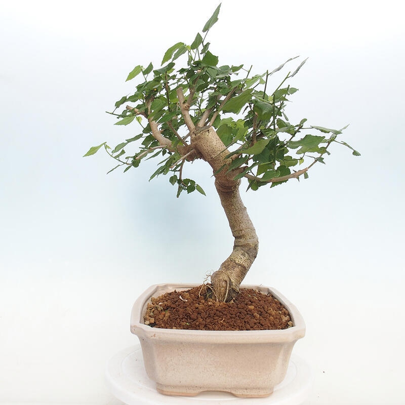 Pokojová bonsai - Malvaviscus arboreus - ibiškovec dřevnatý