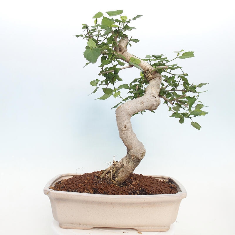 Pokojová bonsai - Malvaviscus arboreus - ibiškovec dřevnatý